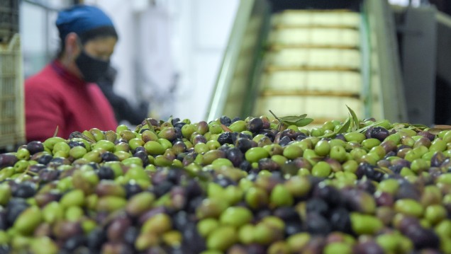 imagen Luján distinguió a la Fábrica de Aceite de Oliva de la UNCUYO