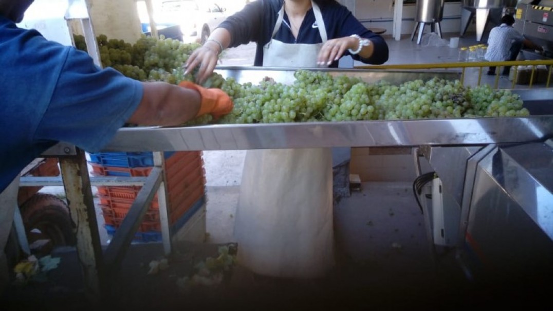 imagen Champenoise, un método con el que Agrarias elabora 3000 botellas de espumantes al año