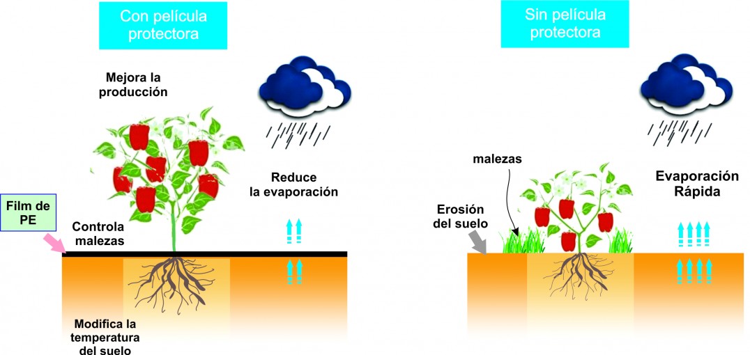 imagen Crean películas biodegradables de almidón para proteger suelos cultivados