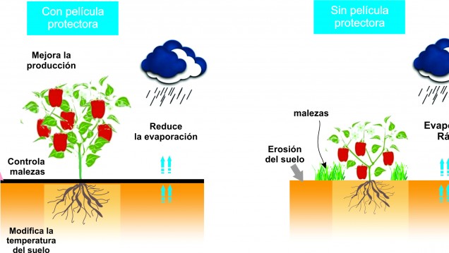 imagen Crean películas biodegradables de almidón para proteger suelos cultivados