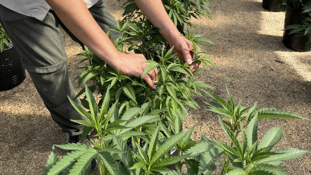 imagen Crece la formación en cannabis y la UNCUYO abre una nueva cohorte de su diplomado
