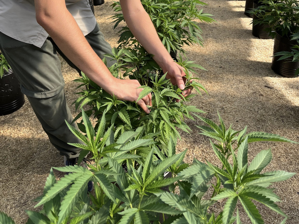 imagen Crece la formación en cannabis y la UNCUYO abre una nueva cohorte de su diplomado