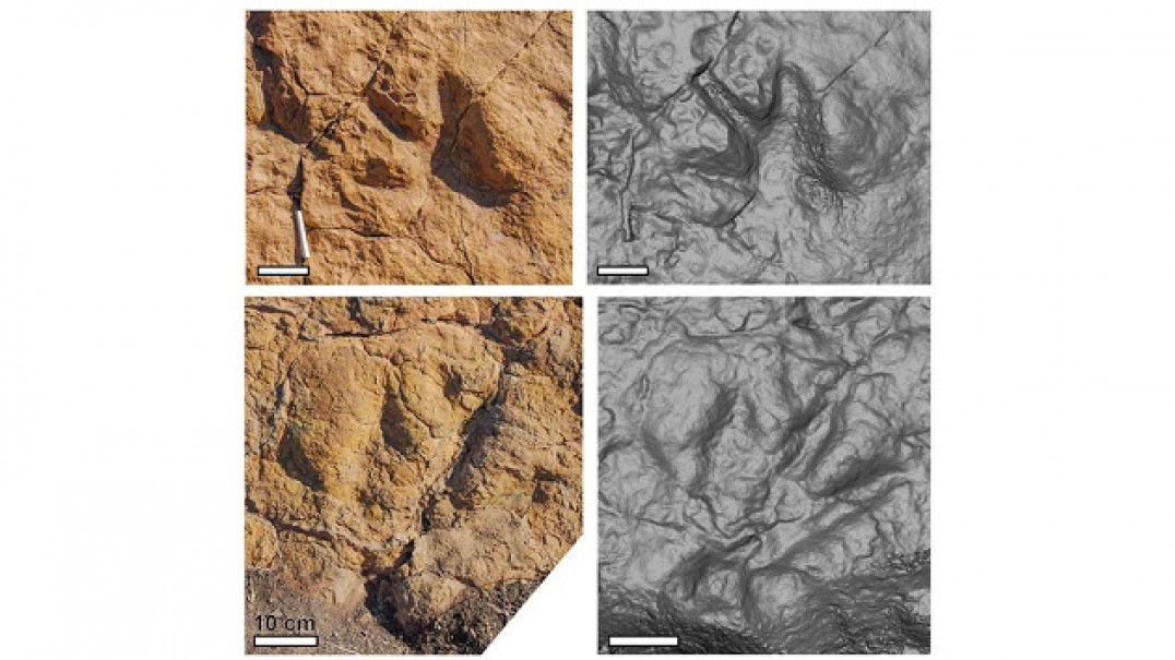 imagen Aportan datos clave sobre el desarrollo de los primeros dinosaurios