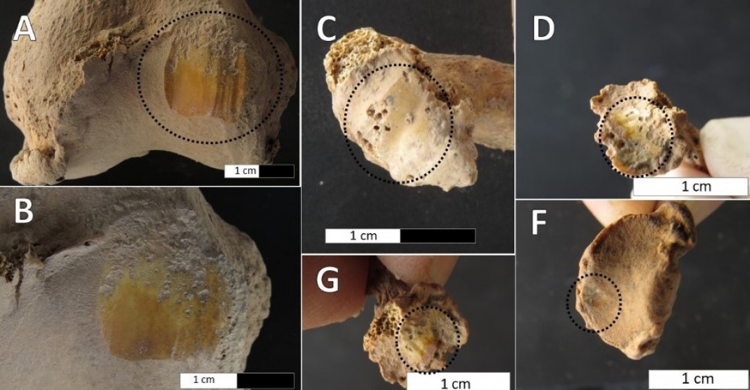 imagen Estudiaron las consecuencias fisiológicas del trabajo en los cuerpos de antiguos habitantes