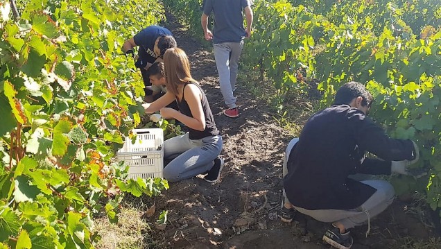 imagen Estudiantes del Liceo Agrícola vivieron una nueva vendimia