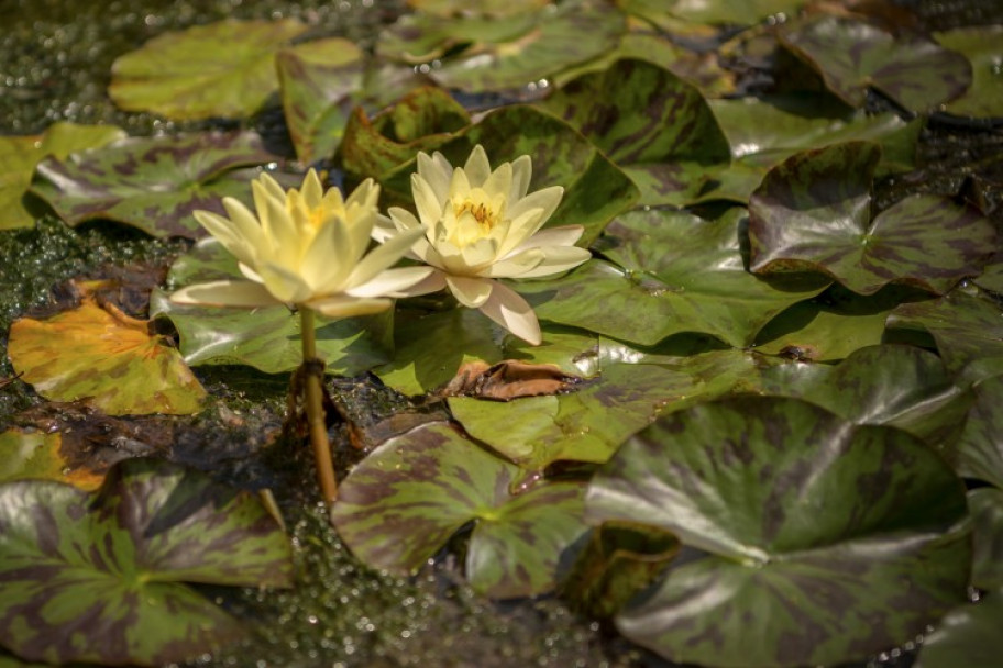 imagen El Jardín Botánico de Agrarias es patrimonio cultural e histórico de la Universidad