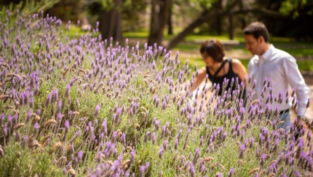 imagen El Jardín Botánico de Agrarias es patrimonio cultural e histórico de la Universidad