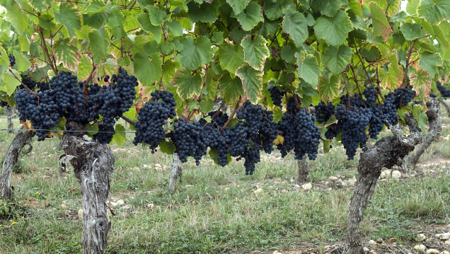 imagen Becas para cursar el diplomado en Malbec