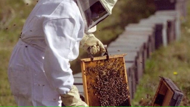 imagen Comienza curso de apicultura en el Liceo Agrícola