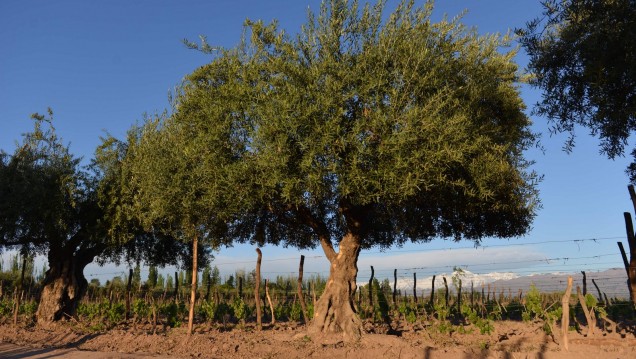 imagen Analizan la contaminación con plaguicidas en viveros de olivo