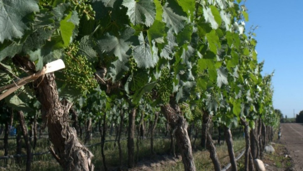 imagen Inscriben para presentar trabajos sobre la economía y el negocio vitivinícola