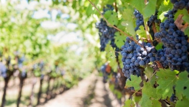 imagen Arranca la Escuela de Verano Italo-Argentina sobre conservación de agua y suelos en viñedos