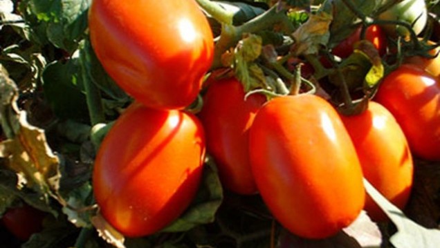 imagen Curso de Posgrado en Agrarias sobre Tecnología de la producción de tomate