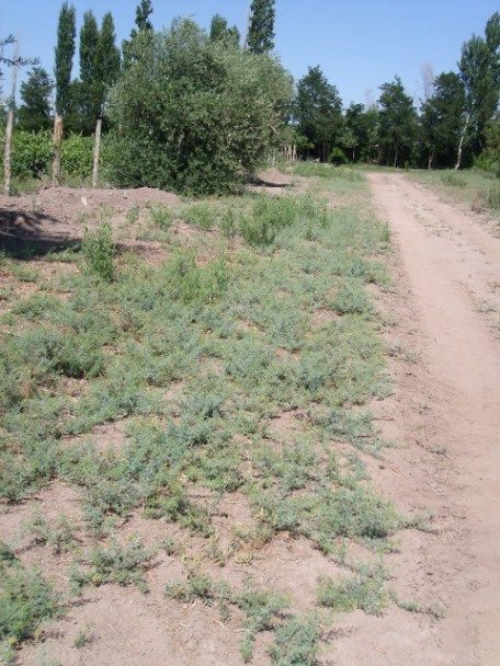 imagen Investigadores descubren agentes antitumorales en especies naturales de Mendoza