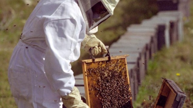 imagen Productores apícolas del Valle de Uco se asocian para mejorar la calidad de su miel 