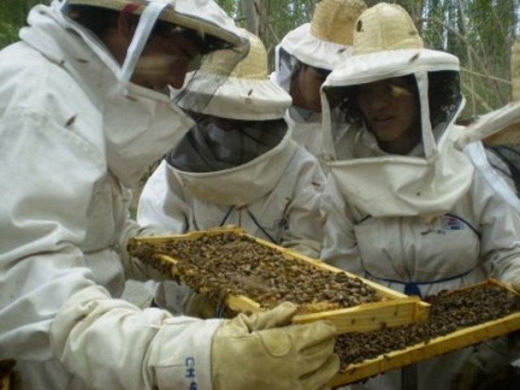 imagen Cooperativa apícola de Tunuyán presentará trabajo realizado con apoyo de la UNCuyo