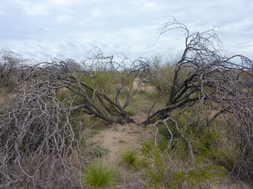 imagen Ciencias Agrarias apuesta a la reforestación para cuidar el medioambiente 