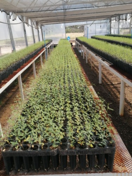 imagen Ciencias Agrarias apuesta a la reforestación para cuidar el medioambiente 