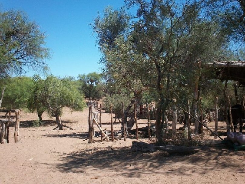imagen Biólogos del Instituto de Ciencias Básicas se adentran en el desierto para conocer cómo consiguen agua los seres vivos