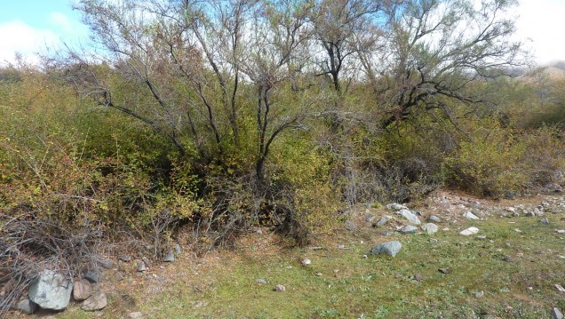 imagen La UNCUYO restaurará especies nativas en Alta Montaña y el Sur provincial