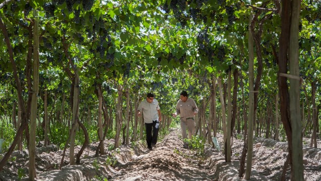 imagen Nueva carrera de la UNCUYO en Extensión y Desarrollo Rural 