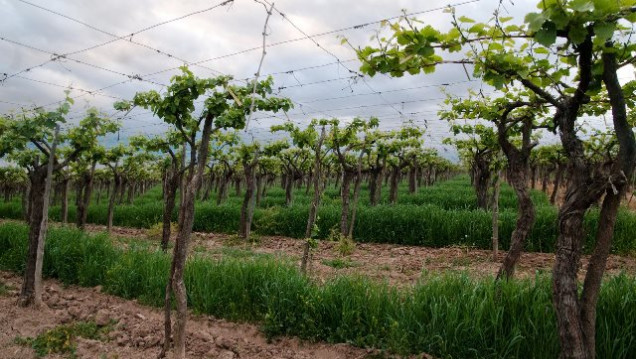 imagen Una oportunidad para aprender a reconocer los varietales del vino en la viña