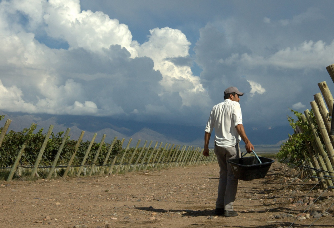 imagen El uso y la incidencia de plaguicidas en vitivinicultura