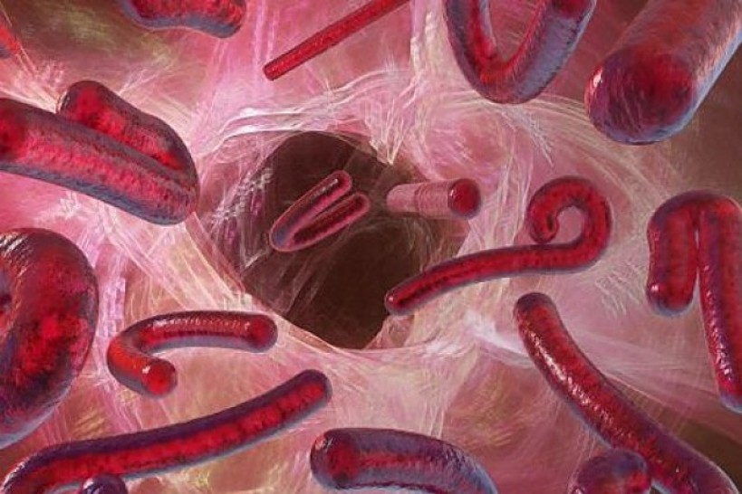 imagen Ébola, fiebre Chikungunya e infecciones epidémicas en un simposio en la UNCuyo