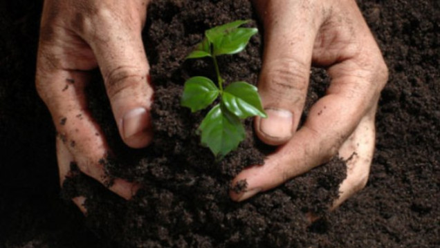 imagen Charla de "Forestación: Beneficios de cortinas forestales y mercado de la madera"