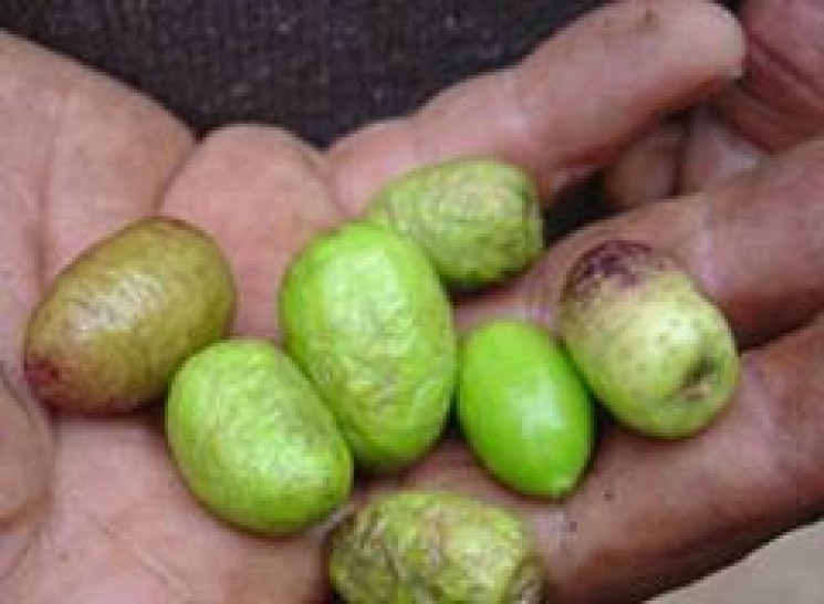 imagen Jornada de capacitación sobre plagas del olivo en el Museo del Vino y la Vendimia de Maipú