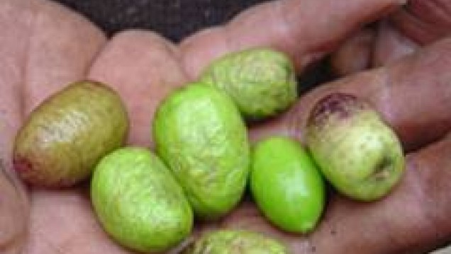 imagen Próximamente comienza el Curso "Reconocimiento e identificación de plagas del olivo", en Maipú