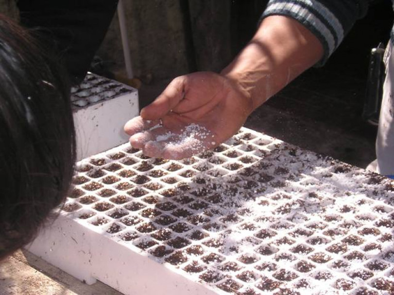 imagen La SRIyT concluyó el año de actividades inaugurando el invernadero de plantines de especies hortícolas en Lavalle