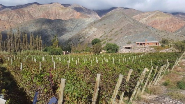 imagen Seminario virtual sobre "Vinos de Altura de la Quebrada de Humahuaca"