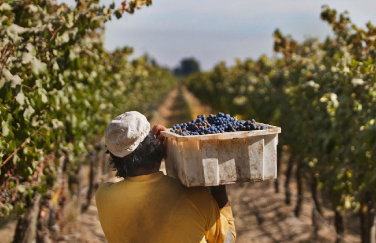 imagen Oportunidad de pasantía en Viña Concha y Toro- Temporada 2024