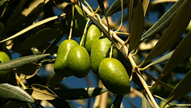 imagen Curso de Análisis sensorial de aceite de oliva