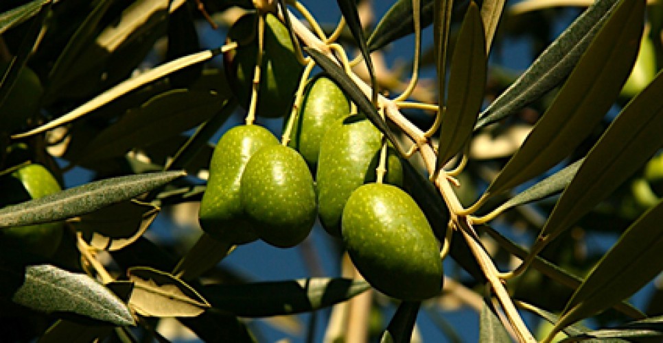 imagen Curso de Análisis sensorial de aceite de oliva