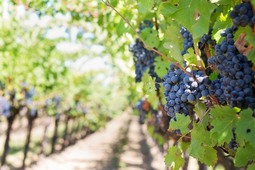imagen La UNCUYO definirá líneas de investigación y desarrollo para el sector vitivinícola.